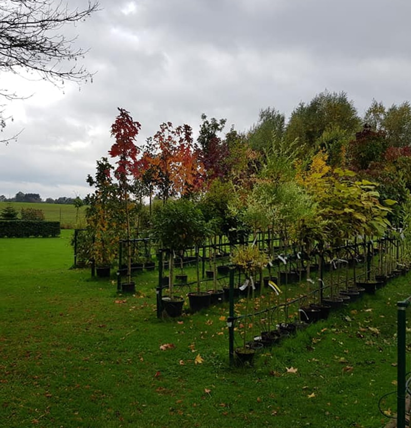 nos-plantes-pepinieredelillois
