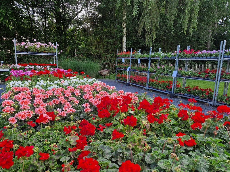 plantes-annuelles-pepinieredelillois