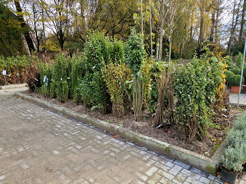 plantes-de-haies-pepiniere-pepinieredelillois