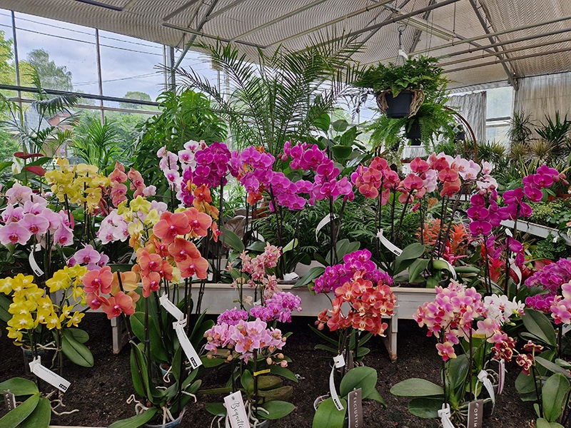 plantes-interieur-pepinieredelillois