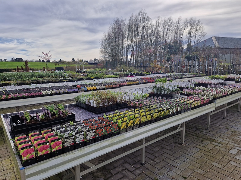 plantes-vivaces-pepinieredelillois
