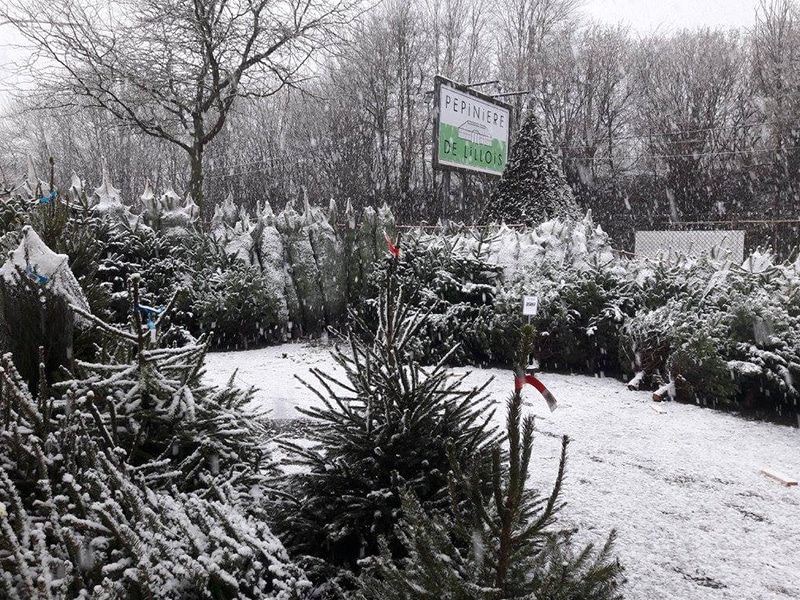sapins-de-noel-pepiniere-pepinieredelillois